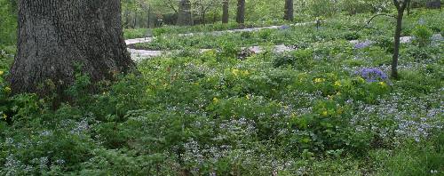 Woods in spring